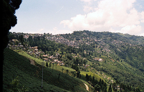 Tea Plantations in Darjeeling