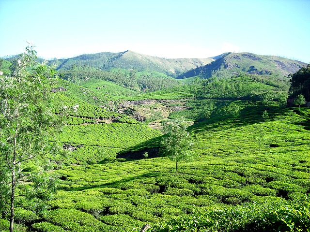 Tea Plantations in Munnar, Kerala